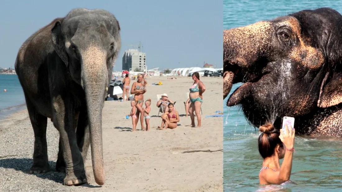 Elefanti pe litoralul Marii Negre! Turistii au avut azi parte de o reala surpriza