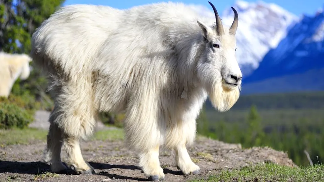 Animalul care sigur nu stiai ca exista! Asa arata o capra de munte din SUA! E unul dintre cele mai putin cunoscute animale din lume