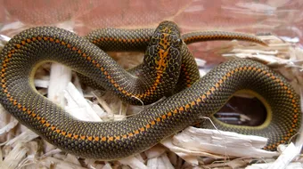 Un barbat a gasit un SARPE intr-un fierbator pe care abia il cumparase. A crezut ca este o farsa