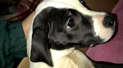 Galerie foto - Poza #4