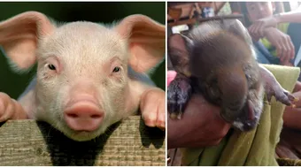 Creatura asta ciudata i-a speriat teribil pe localnici! Prima data au crezut ca e un porc, dar cateva zile mai tarziu au vazut ca are trompa de elefant VIDEO