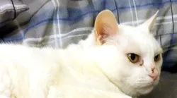 Galerie foto - Poza #4