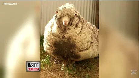 Oaia abandonata de 5 ani care a ajuns sa se “sufoce” in propria blana! Cate zeci de kilograme cantarea lana ei VIDEO