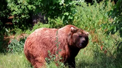 Un cioban a fost atacat de urs, într-o comună din Argeș. Un incident asemănător a avut loc în aceeași zonă în urmă trei zile