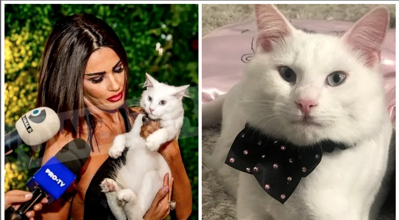 Oana Zavoranu DISTRUSA! Duminica i-a murit motanul si nu-si mai revine din plans: Muffin, sufletul nostru, vulpiţa noastră frumoasă niciodată nu vei pleca de lângă noi!