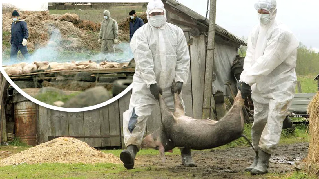 Pesta porcina africana: boala PERICULOASA care a afectat porcii din Romania