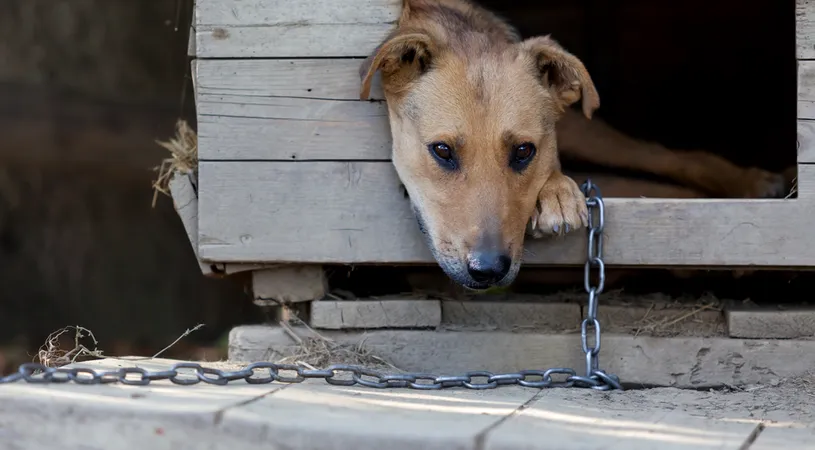 Lege pentru românii care locuiesc la casă și au câini în curte! Proprietarii pot primi amendă de 500 de lei