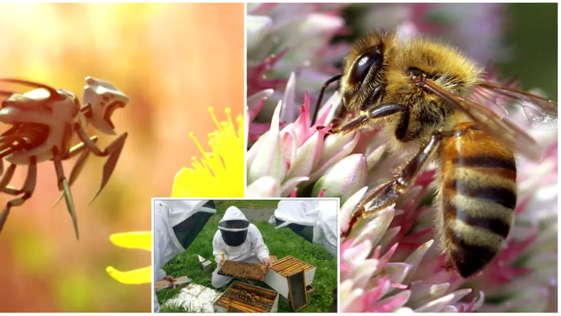 Au fost inventate robo-albinele care vor putea poleniza toate florile de pe Pamant! Iata ce va insemna asta pentru omenire in doar cativa ani VIDEO