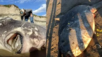 Creatura marina bizara care a esuat pe o plaja din California! Seamana cu un extraterestru, dar de ce specie apartine animalul misterios VIDEO