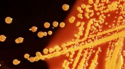 Galerie foto - Poza #4