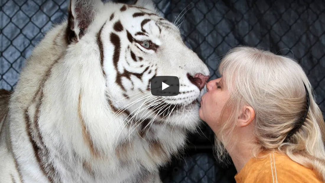 Uluitor! Legatura dintre femeie si tigrii astia e incredibila! Ar putea sa o sfasie intr-o secunda, dar ei o adora VIDEO