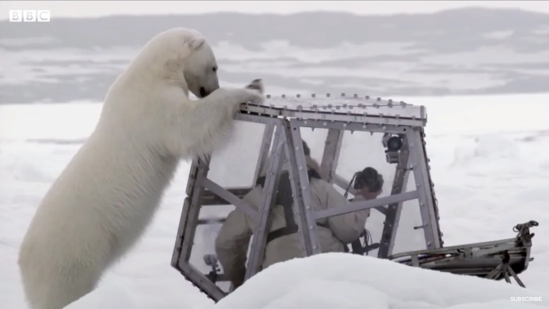 Tipul asta s-a lasat atacat de un urs polar in mijlocul salbaticiei! Cum s-a terminat totul dupa ce animalul a devenit nervos?! Experiment nebunesc