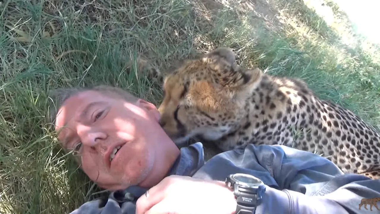 ghepard se gudura ca o pisicuta 