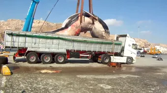 Au ridicat o balena de 35 de tone si au vrut sa o urce intr-un TIR…ce s-a intamplat e incredibil! VIDEO