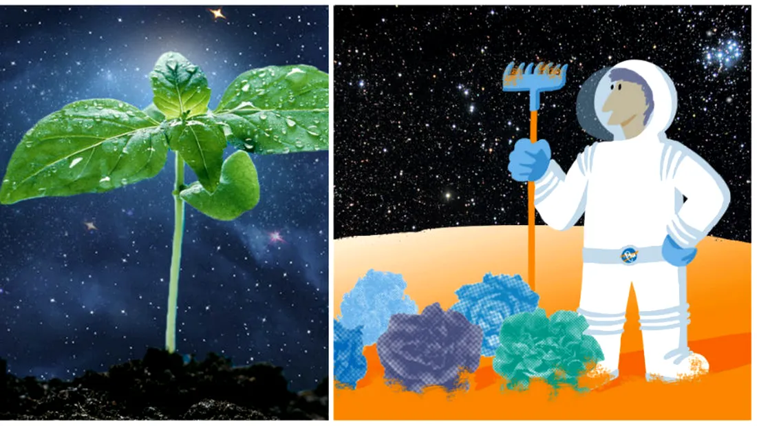 NASA vrea sa creasca legume in spatiu! Cum ar putea ajuta omenirea asa o misiune