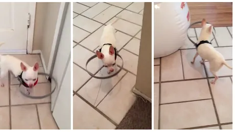 Ce are cainele asta pe corp! E cel mai GENIAL lucru la care stapanii lui se puteau gandi VIDEO