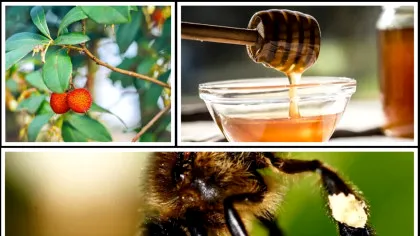 Mierea din Sardinia care datează de 2000 de ani. E folosită ca medicament