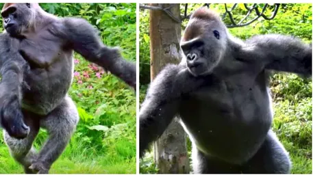 Gorila care a uimit vizitatorii unei gradini zoologice! Kionda a inceput sa faca balet in fata lor VIDEO