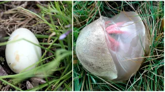 A gasit un ou ciudat, in gradina. Cand a pus mana pe el, ceva a iesit. A fugit tipand VIDEO