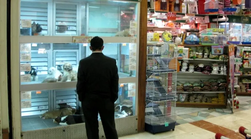 In sfarsit un lucru bun! Primăria Capitalei va interzice vânzarea câinilor și pisicilor în pet-shopuri. De ce