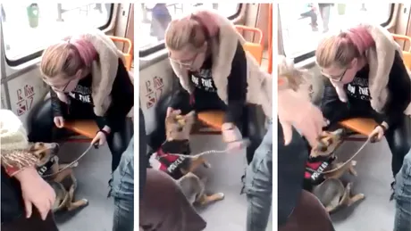 VIDEO! Imagini groaznice! O femeie din Bucuresti rupe in bataie un catel in tramvai! Zeci de mii de oameni vor sa afle cine este ca sa o dea pe mana Politiei Animalelor!