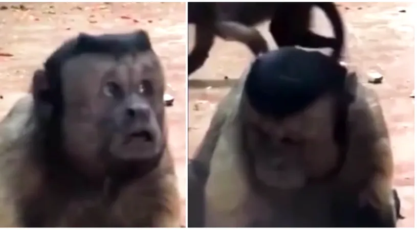 Maimuta cu chip de om i-a inspaimantat pe vizitatorii de la o gradina zoo! Toata lumea si-a scos rapid telefoanele si a filmat VIDEO