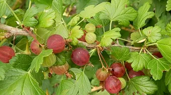 Cel mai puternic fruct din lume e mai bun decat portocalele! E plin de antioxidanti si vitamina C