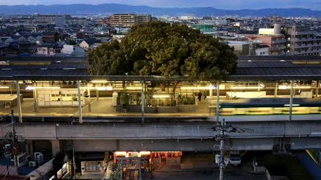 Japonezii au construit o gara in jurul unui copac masiv si vechi de 700 de ani. Motivul pentru care au ales aceasta locatie