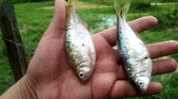 Galerie foto - Poza #4