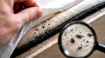 Cum scapi de ploșnițe: soluții eficiente pentru o problemă tot mai frecventă