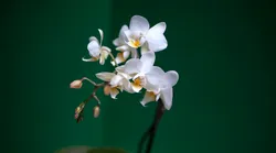 Galerie foto - Poza #2