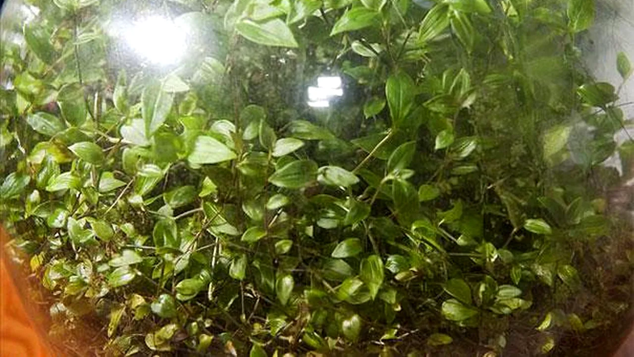 planta 2 