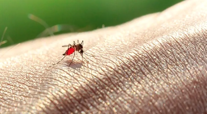 ATENTIE! Noua bacterie pe care tantarii o poarta si care face ravagii! Oamenii sunt sfatuiti sa nu se lase muscati. Ce poti sa patesti