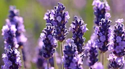 Galerie foto - Poza #4