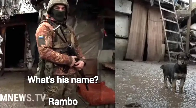 ”Rambo”, un cățeluș de doar câteva luni, îi ține în gardă pe soldații ucraineni: ”Stă de pază. Acesta e jobul lui!”