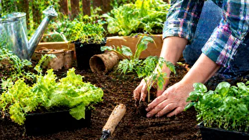 Ce plantezi în grădină în luna mai: ghid complet pentru o recoltă bogată