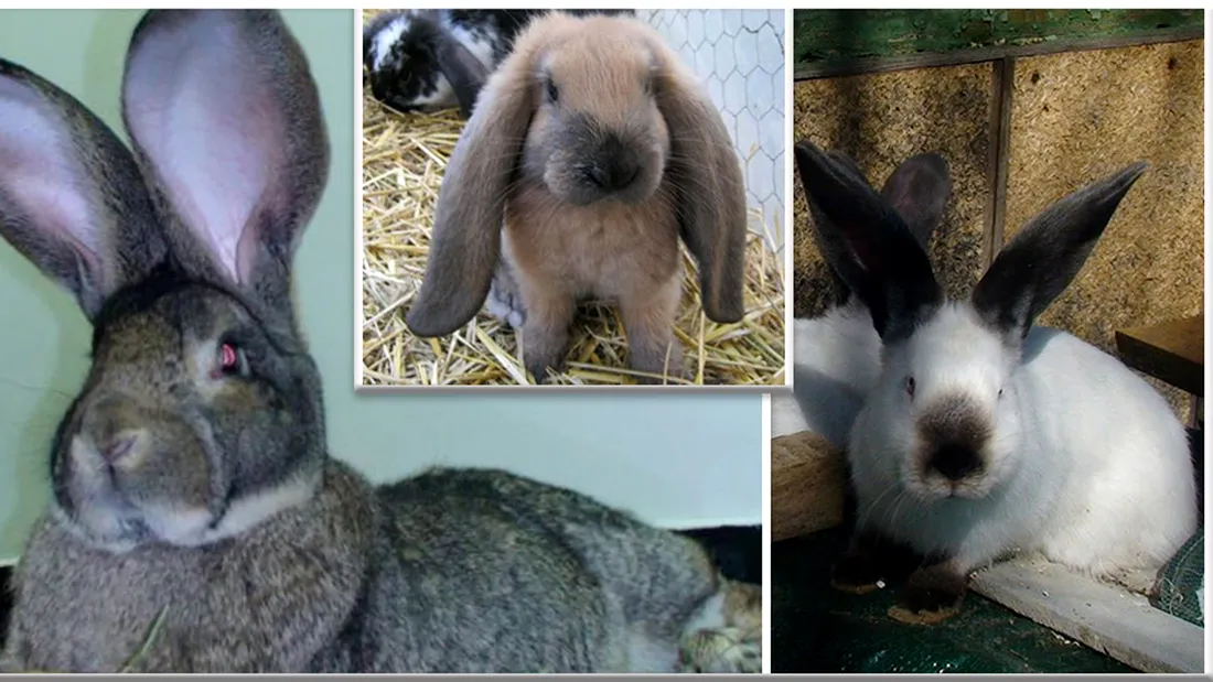 Uriasul de Transilvania, iepurele care cantareste cat un copil de 2 ani! Cat costa un exemplar