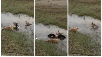 VIDEO! Imagini demne de National Geographic din Romania! O familie de gaste isi apara puii de o vulpe care ii ataca si vrea sa-i manance! Milioane de oameni s-au uitat cu sufletul la gura
