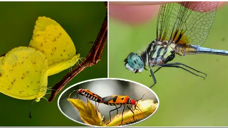 Imagini RARE! Iata cum se petrec clipele amoroase la insecte. Fluturii si lacustele au un comportament nu foarte diferit de cel al oamenilor