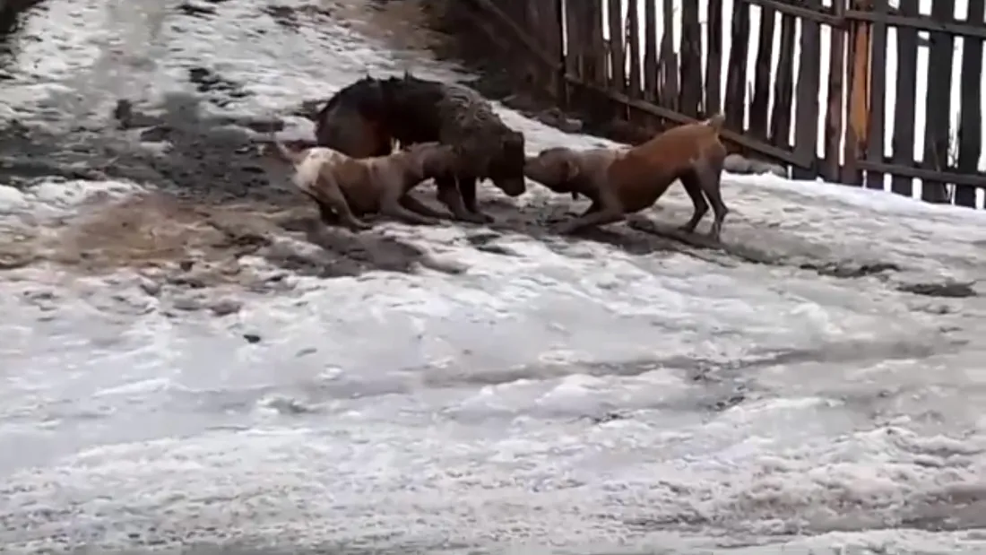 Momente socante in Suceava! Un caine al strazii a fost sfasiat de 2 caini amstaff. Acestia au actionat la comanda stapanului VIDEO
