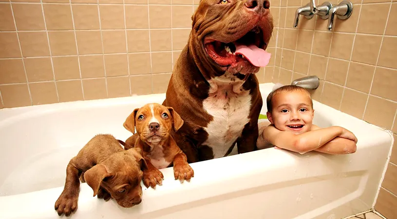 Cel mai mare pitbull din lume are 8 puisori! Uite cum arata cateii monstrului si de ce costa o avere!
