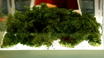 Site de recenzii recrutează persoană care fumează marijuana zilnic; salariul anual – 36.000 dolari