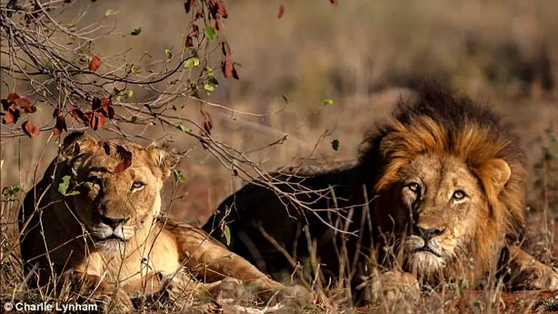 Imaginile groazei: un barbat a fost ucis si mancat de leii pe care trebuia sa ii vaneze! Animalele i-au sfartecat trupul in doar cateva minute