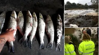 Zeci de pesti morti pe raul Timis. Ce s-a intamplat aici?! Garda de Mediu e in ALERTA! VIDEO