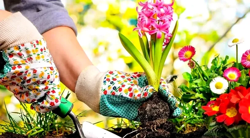 Top 5 flori bulboase de vară care se plantează în aprilie