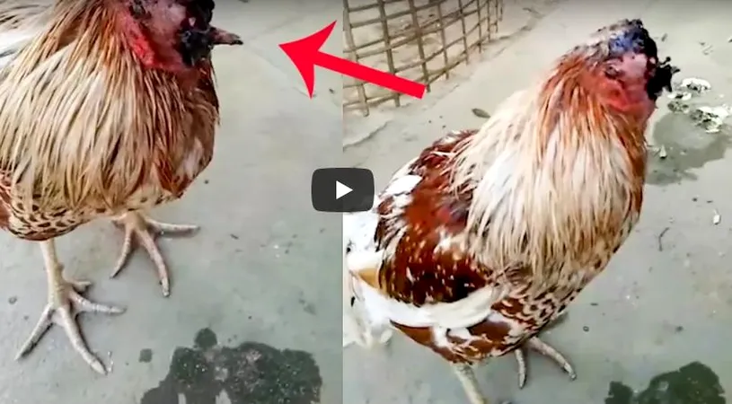 Gaina care traieste fara cap! Pasarea nu mai are craniu, dar e vie de o saptamana. Cum de nu moare VIDEO