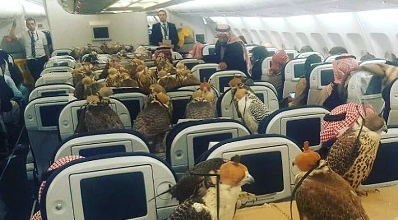 80 de soimi au zburat cu avionul, fiecare avand scaunul lui. Imaginea care a devenit virala