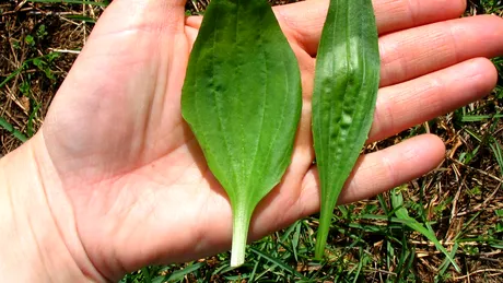 Patlagina, planta plina de beneficii! De ce este cel mai utilizat medicament de pe planeta