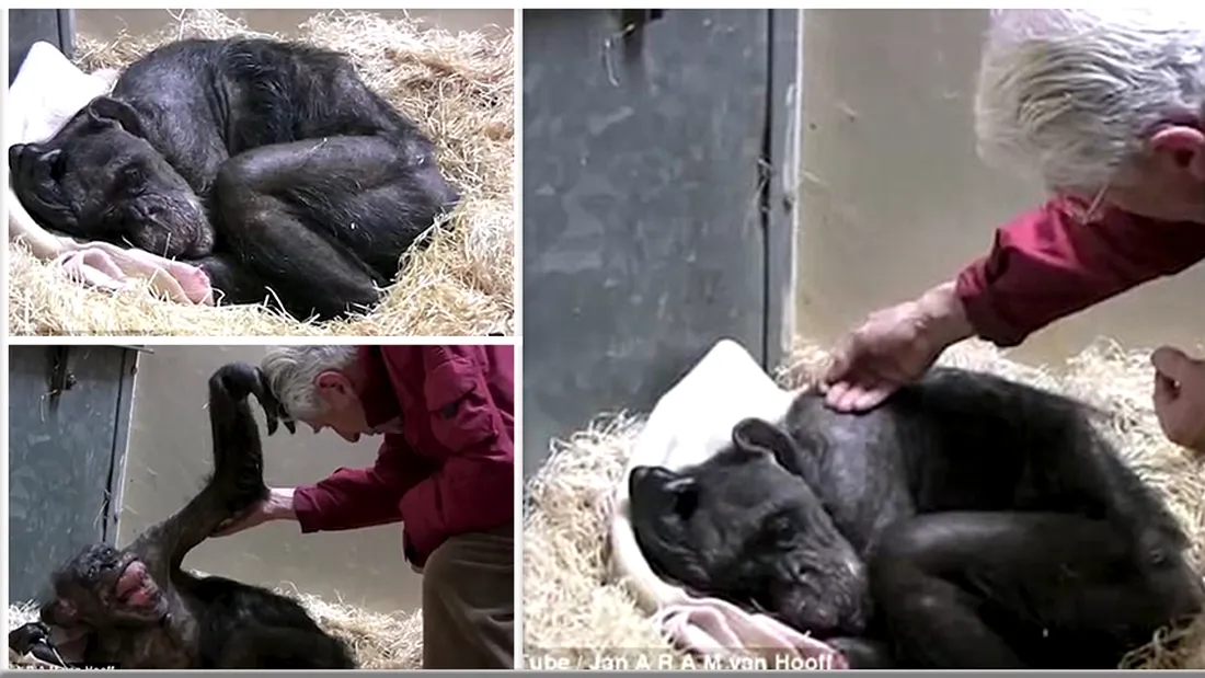 Un cimpanzeu aflat pe moarte e vizitat de barbatul care l-a ingrijit ani in sir! Reactia lui e emotionanta! VIDEO