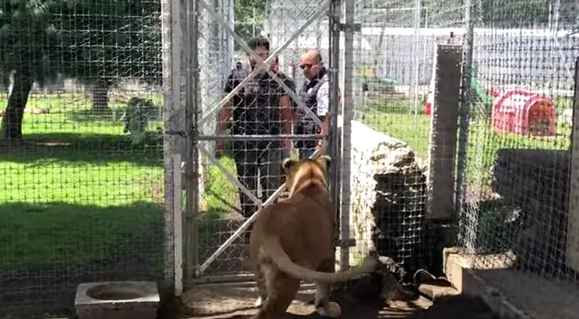 A intrat fara retineri in cusca unei leoaice si toti s-au temut pentru viata lui! Ce s-a intamplat dupa un minut cu barbatul VIDEO